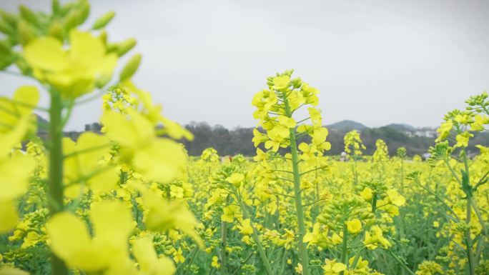 春天油菜花