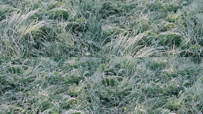 绿草下了雪，初春或初冬白霜。第一片绿草在初升的阳光下破土而出。