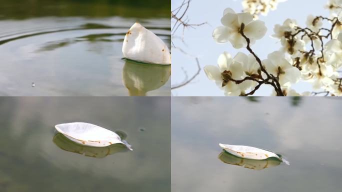 花瓣落入水中 玉兰花落入水中 花瓣飘落