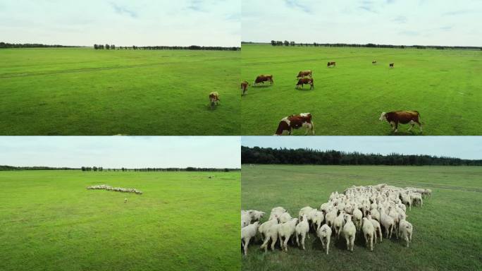 西部草原放牧羊群牛群