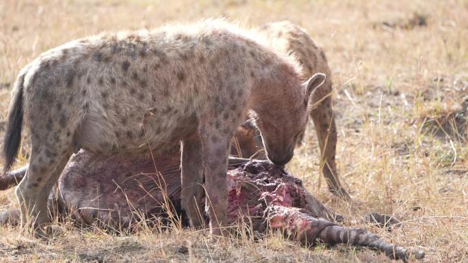 非洲草原野生肉食动物鬣狗捕猎