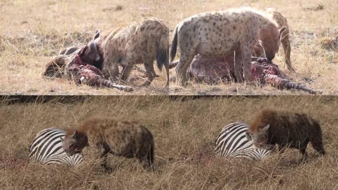 非洲草原野生肉食动物鬣狗捕猎
