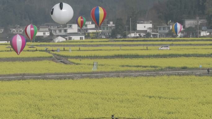 雅安市名山区油菜花春天