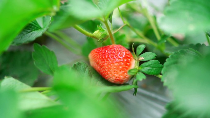 小朋友去草莓园摘草莓