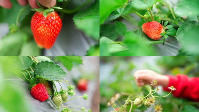 小朋友去草莓园摘草莓