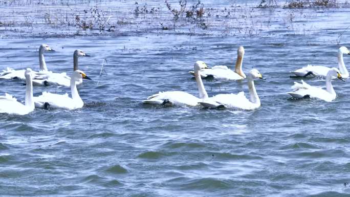 升格 白天鹅在水波荡漾的水面游弋