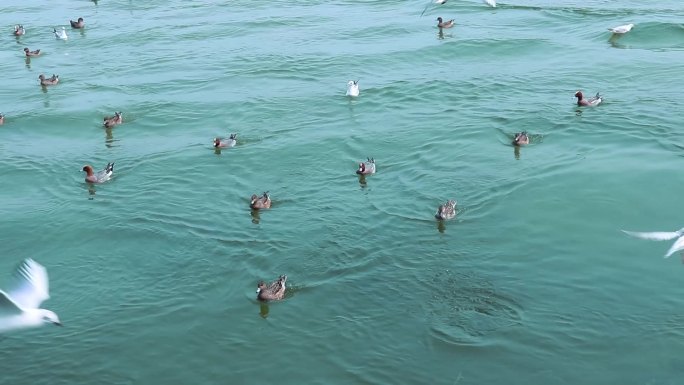 海面上成群白海鸥 成群野鸭 2387