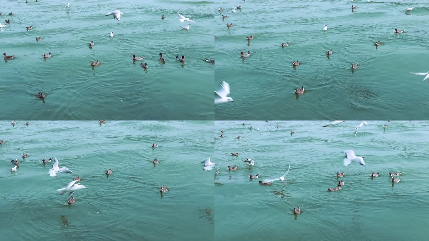 海面上成群白海鸥 成群野鸭 2387