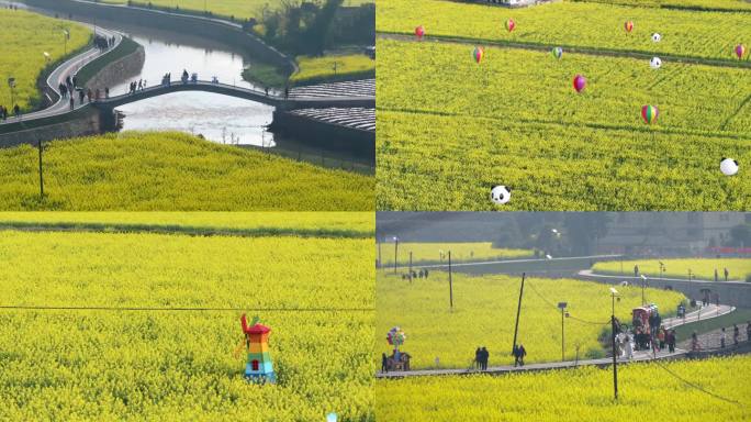 雅安市名山区油菜花春天