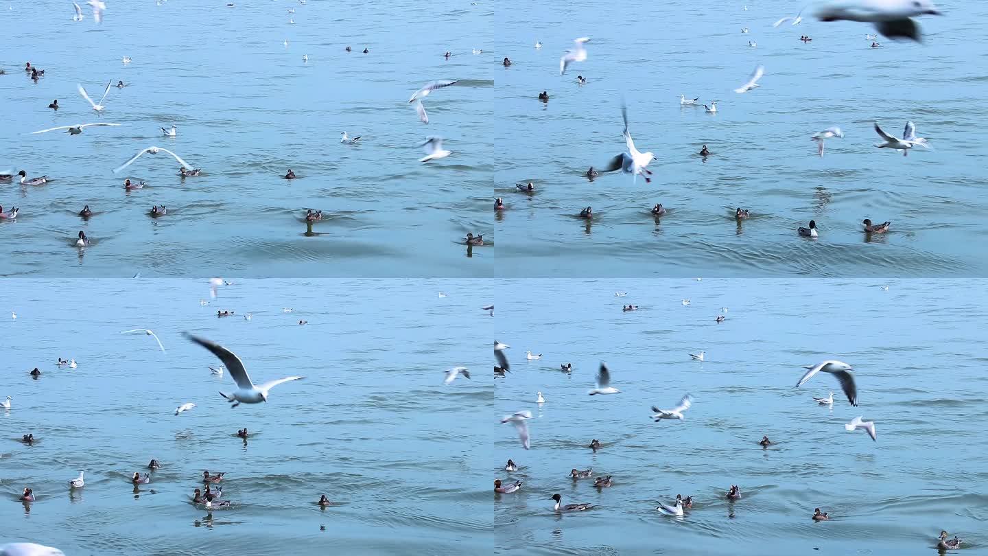 海面上成群白海鸥 成群野鸭 2365
