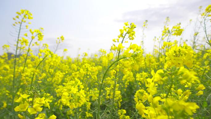 唯美油菜花基地