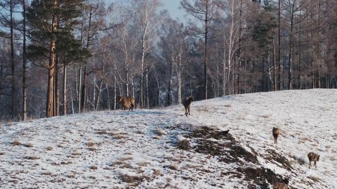 一群野鹿站在白雪覆盖的山坡上