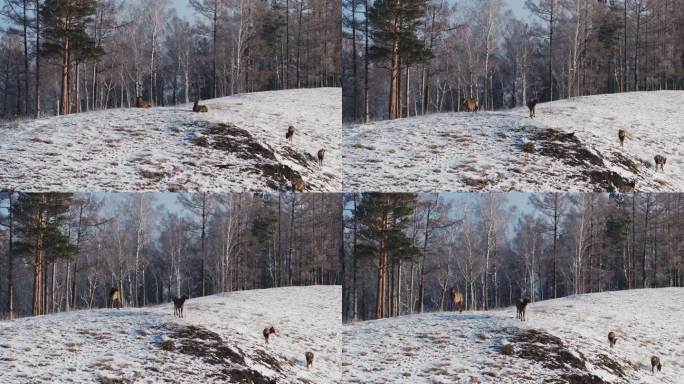 一群野鹿站在白雪覆盖的山坡上