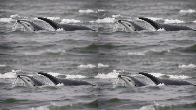 在北冰洋游泳的独角鲸