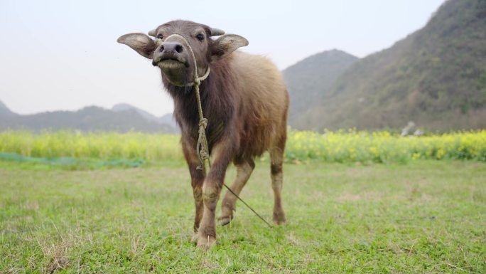 农村牛吃草