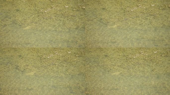 清澈见底的河里一群游动的小鱼