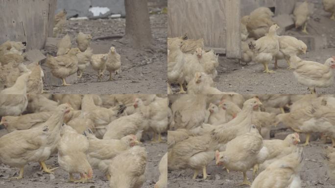 有机养殖鸡