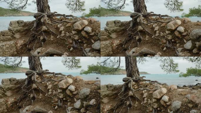 在绿松石海湾的海边，松根与一座古老的废墟房屋的墙壁交织在一起。