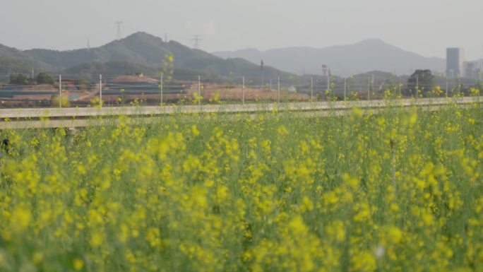 中国高铁动车和谐号复兴号驶过农田油菜花