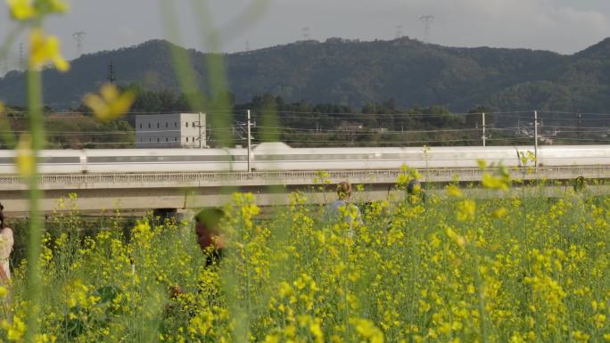 中国高铁动车和谐号复兴号驶过农田油菜花