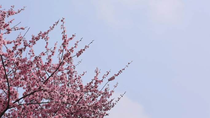 春天，花，桃花，樱花，蓝天，果树与天空