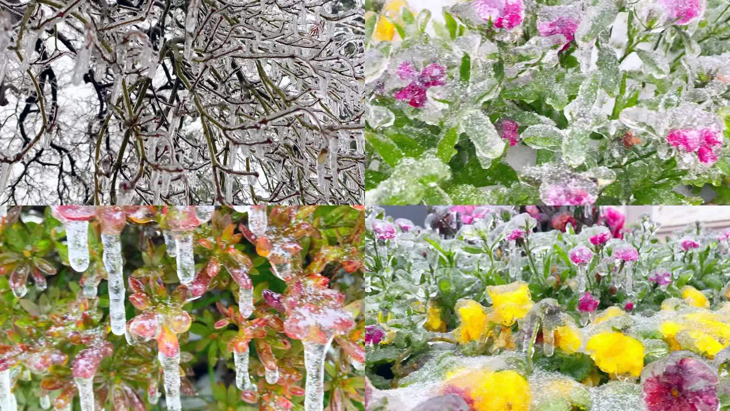 冰挂树挂花被冻住了