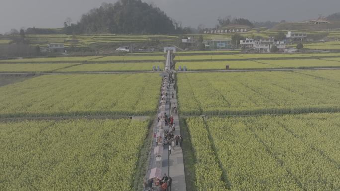 雅安市名山区油菜花春天