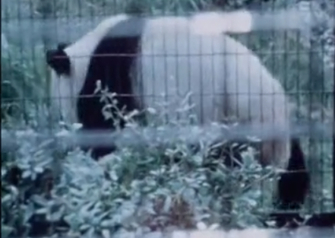 70年代 外交使者熊猫 英国伦敦