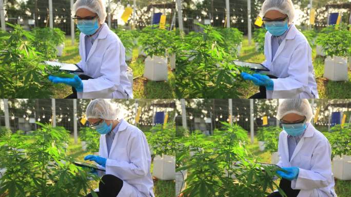 农业科学探索:亚洲女性研究人员在农场用数字片剂技术研究大麻、大麻和大麻