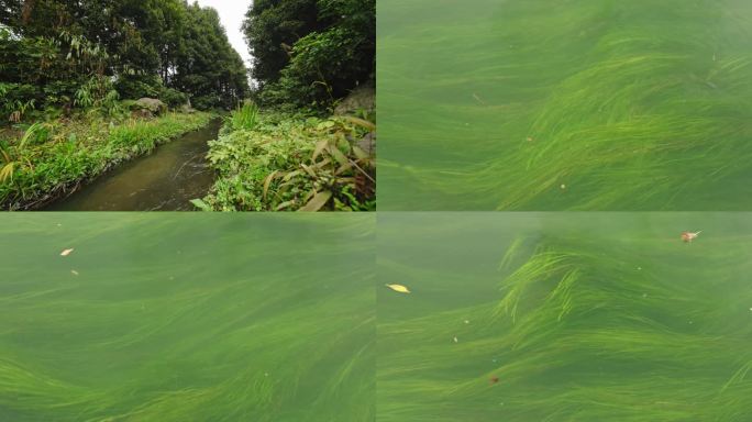 河流 水草 生态公园 静惠山公园 成都