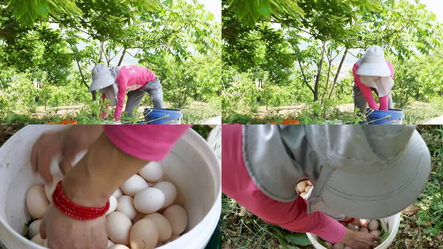 养殖场  捡鸡蛋