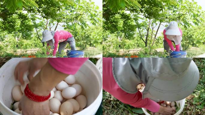 养殖场  捡鸡蛋