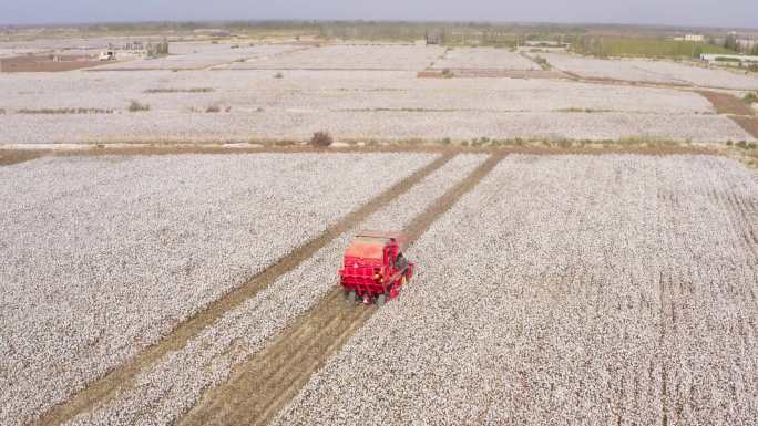 新疆库尔勒棉花收割