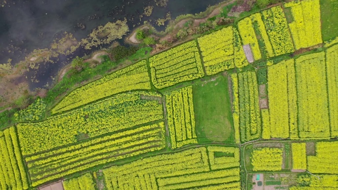 水洞底孙水河油菜花