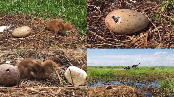 国家一级保护动物黑颈鹤孵化 湿地幼鸟孵化