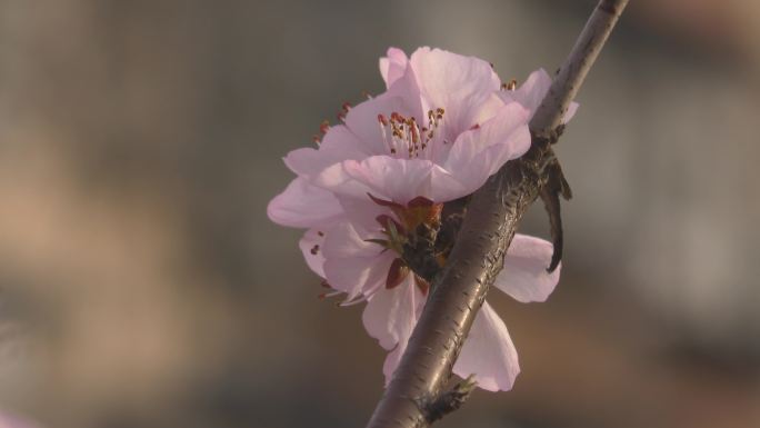 初春花朵绽放桃花春风盛开万物生长春暖花开
