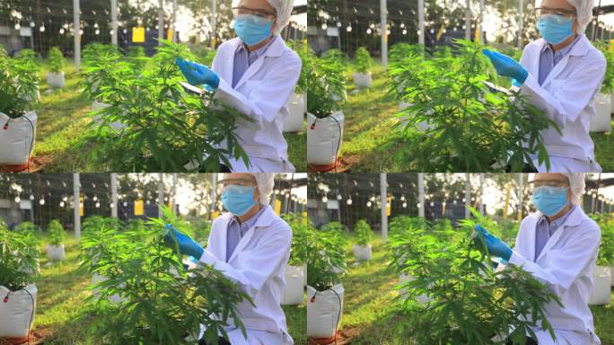 农业科学探索:亚洲女性研究人员在农场用数字片剂技术研究大麻、大麻和大麻