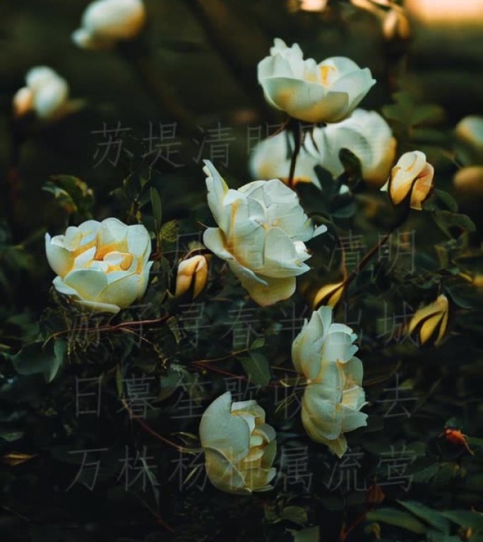 清明节寄语