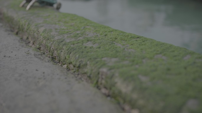 青苔沿海渔民海岸海堤特写