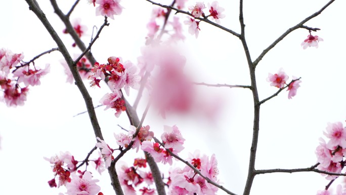 粉色樱花绽放春暖花开