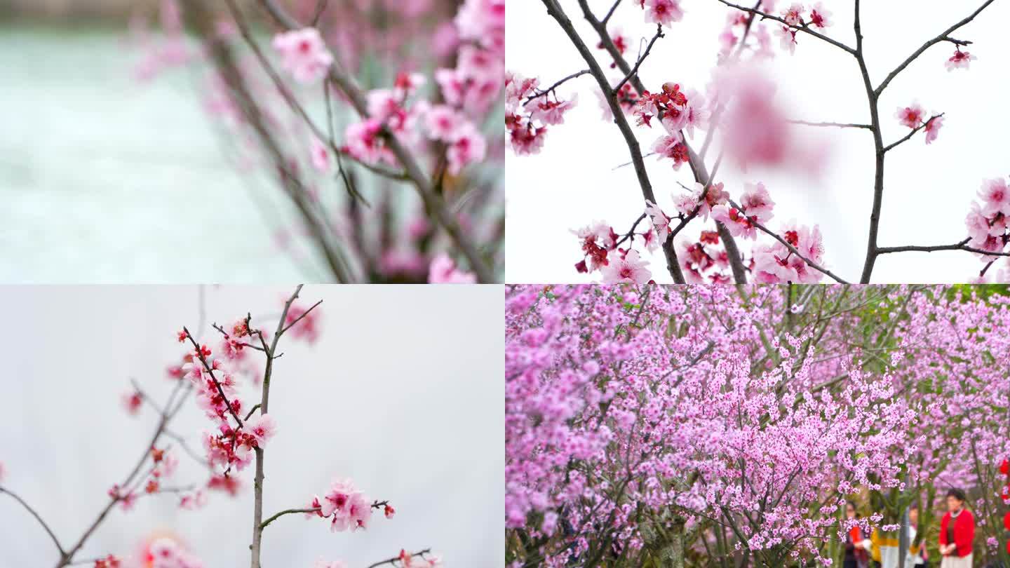 粉色樱花绽放春暖花开