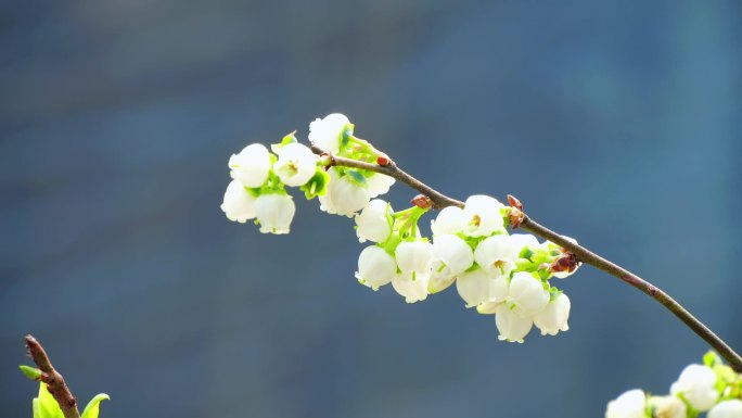 大棚 蓝莓 蓝莓花 蜜蜂 水果 农业