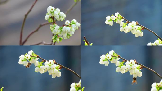 大棚 蓝莓 蓝莓花 蜜蜂 水果 农业