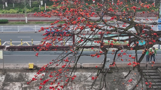 中国广东省佛山市平胜大桥木棉花