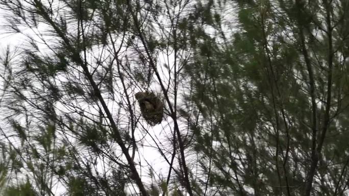 印度尼西亚的许多鸟或条纹编织鸟在树上筑巢