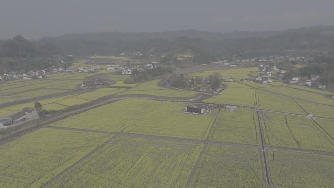 雅安市名山区油菜花春天