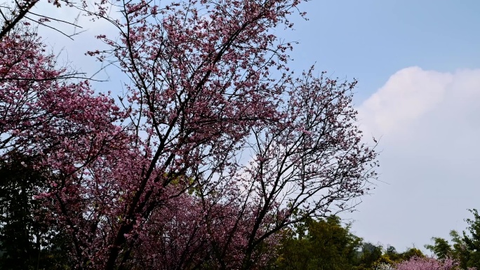 红梅花开实拍素材