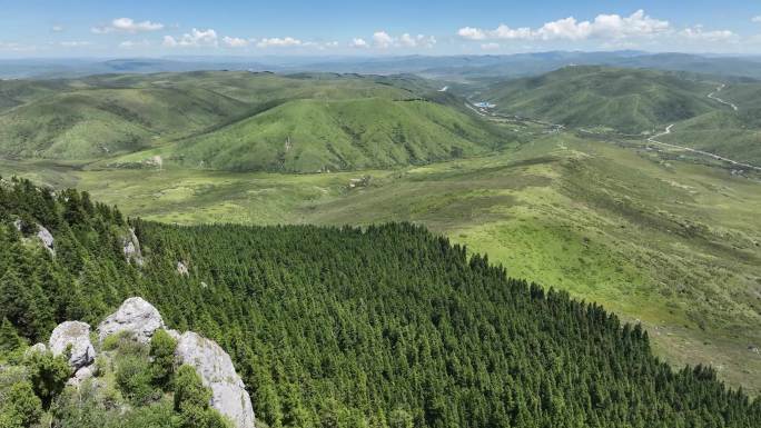 航拍阿坝高原地区的高山草甸湖泊和牛群