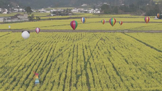 雅安市名山区油菜花春天