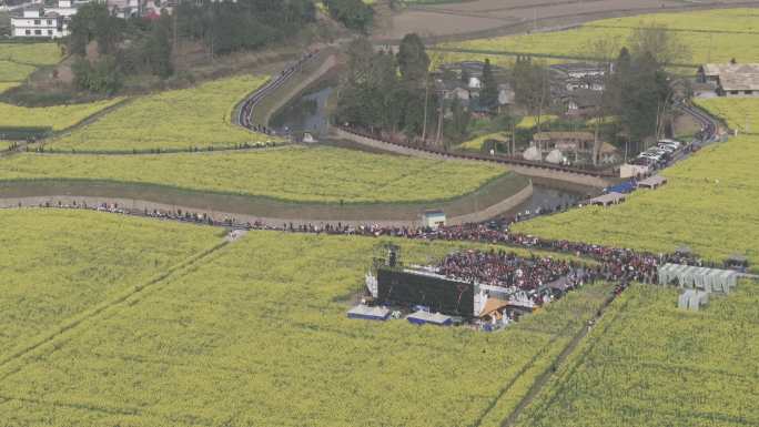 雅安市名山区油菜花春天